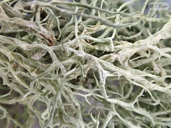 Evernia divaricata